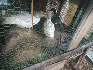 Ducks