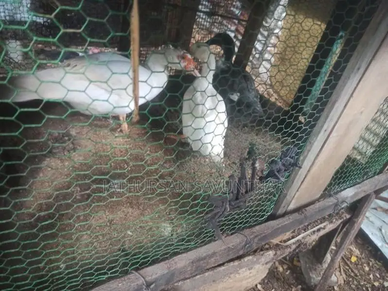 Ducks
