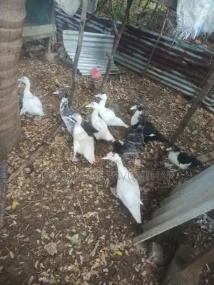 Ducks