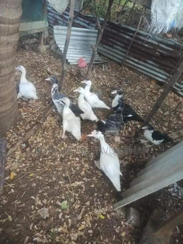 Ducks