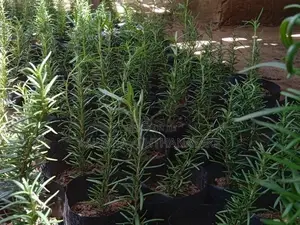 රෝස්මරි පැල