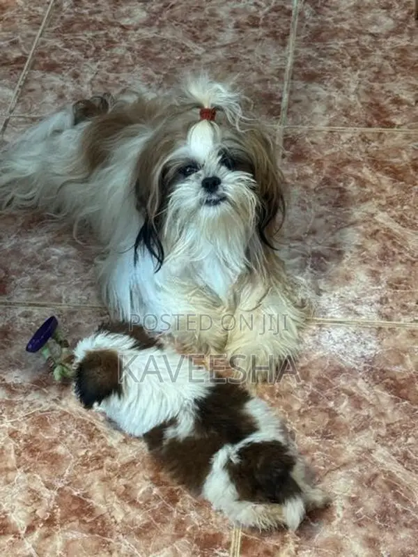 Shih Tzu Puppy