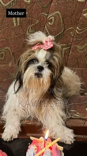 Shih Tzu Puppy