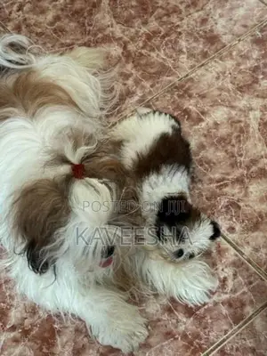 Shih Tzu Puppy