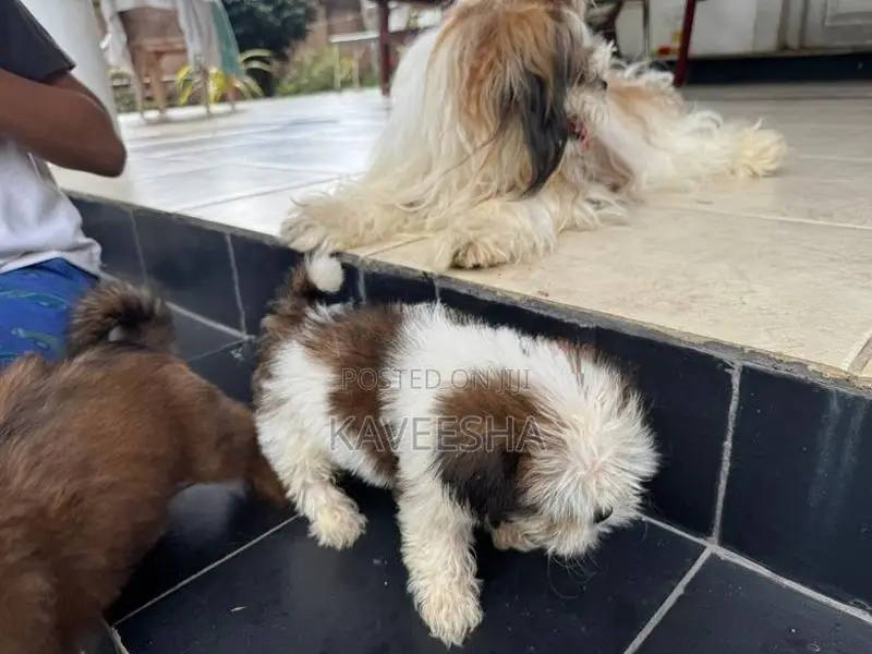 Shih Tzu Puppy