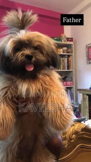 Shih Tzu Puppy