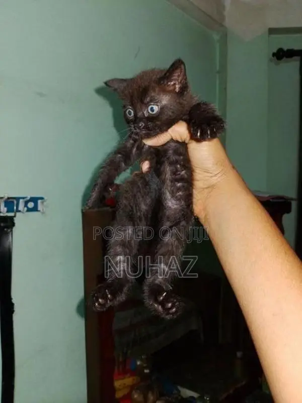 Persian X BTS Kitten