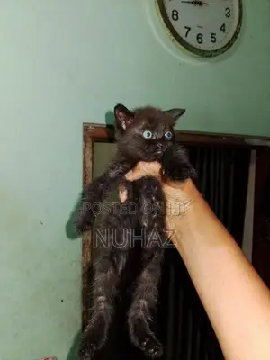 Persian X BTS Kitten