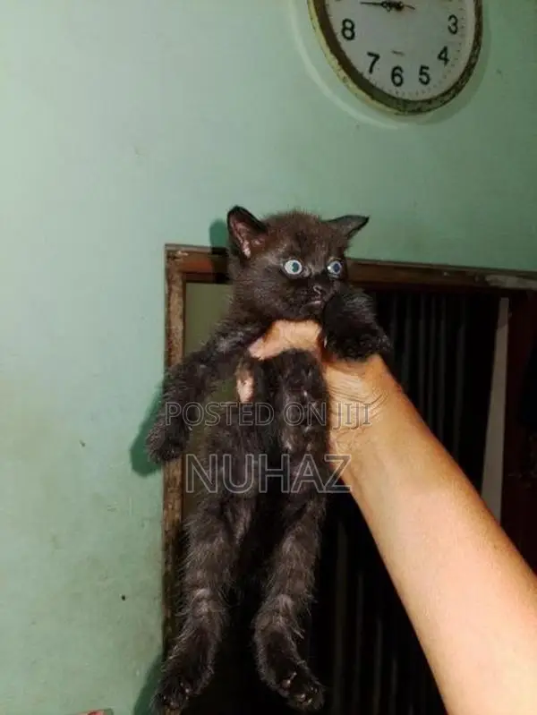 Persian X BTS Kitten