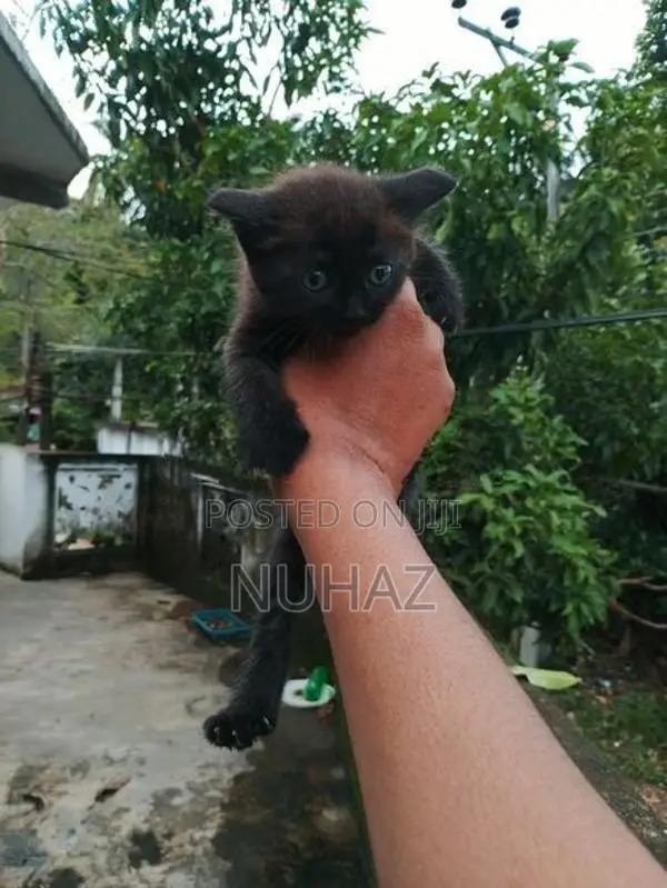 Persian X BTS Kitten