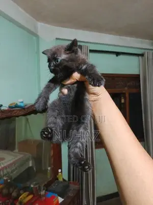 Persian X BTS Kitten