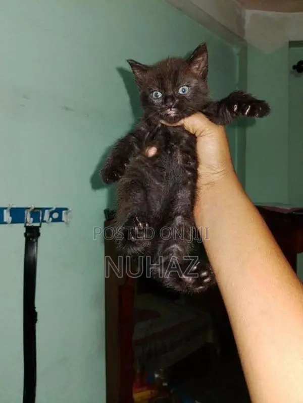 Persian X BTS Kitten