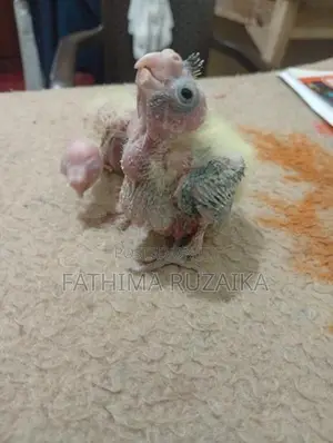 Cocktails Chicks