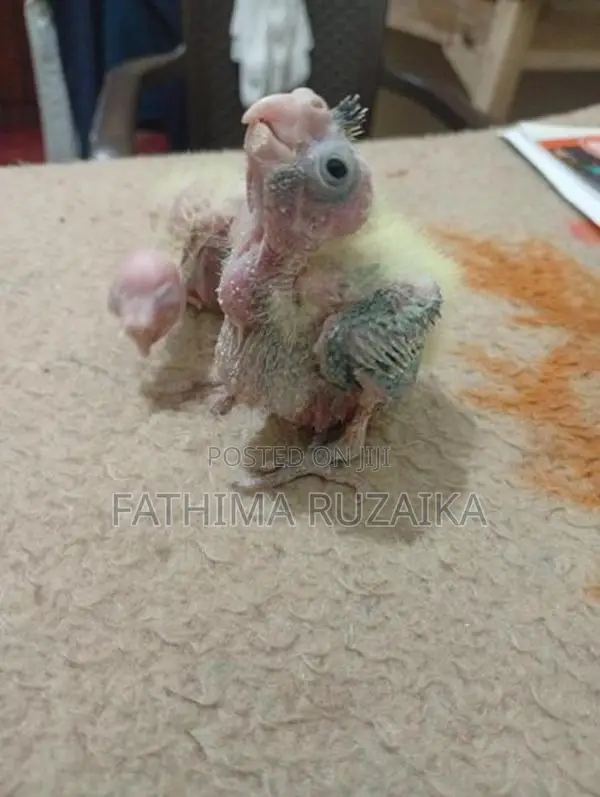 Cocktails Chicks