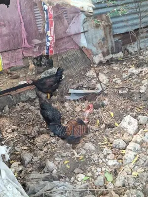 ஊர் சேவல்