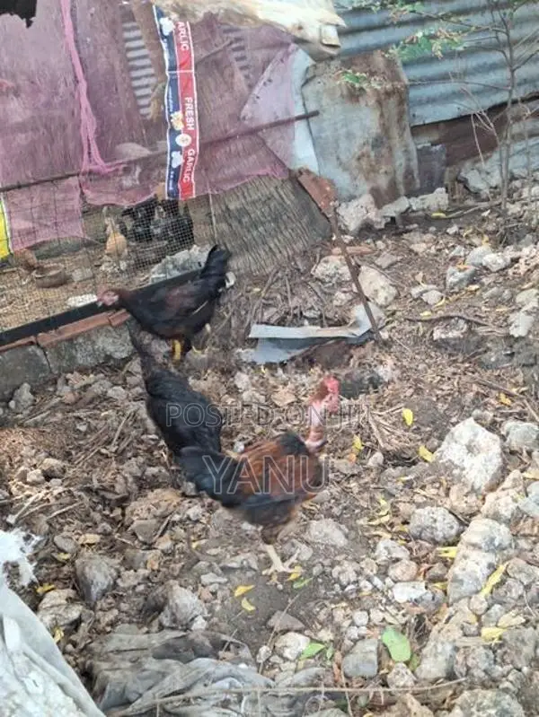 ஊர் சேவல்