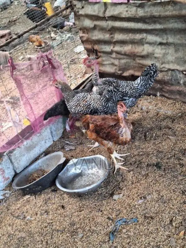 ஊர் சேவல்