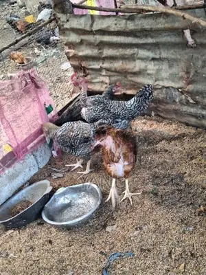 ஊர் சேவல்