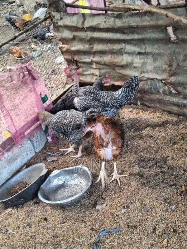 ஊர் சேவல்