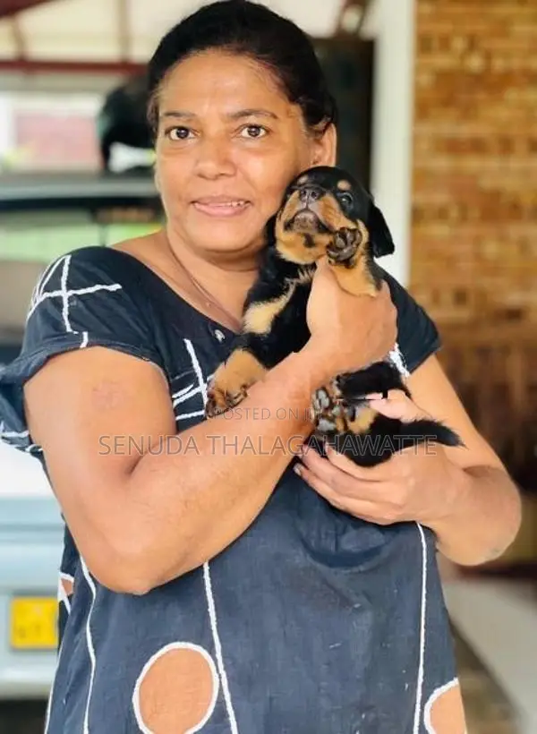 Rottweiler Puppies
