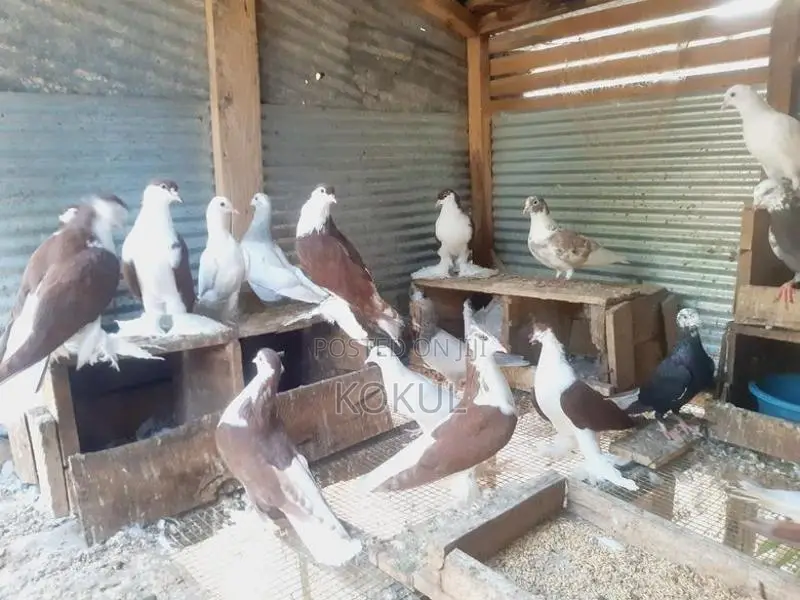 Aala Pigeons