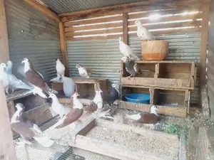 Aala Pigeons
