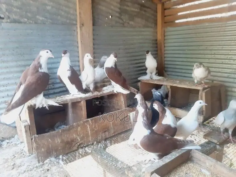Aala Pigeons
