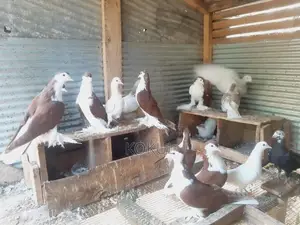 Aala Pigeons