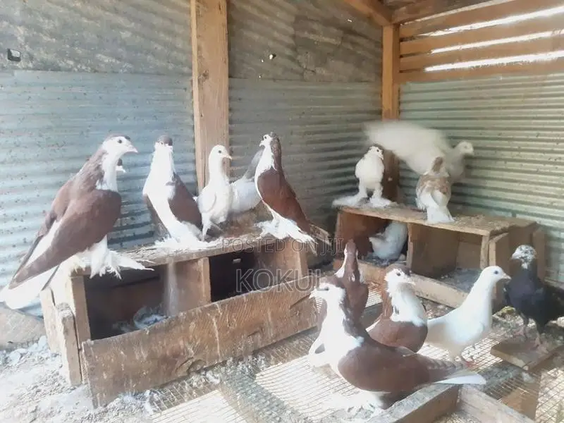 Aala Pigeons