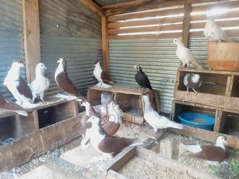 Aala Pigeons