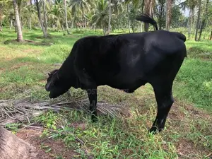 Breeding