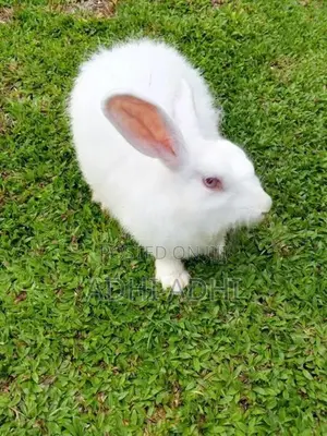 Angora Breeding Pair