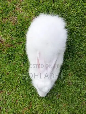 Angora Breeding Pair