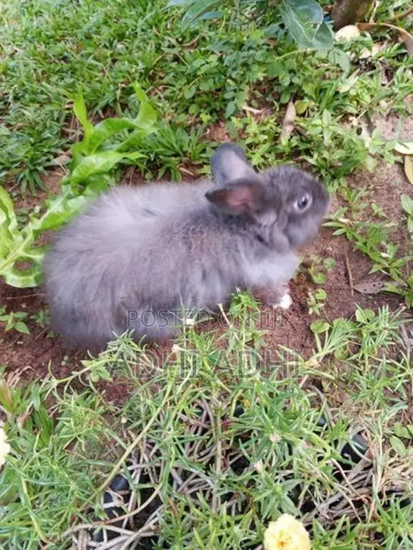 Angora Breeding Pair