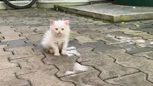 Persian Kitten