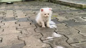 Persian Kitten