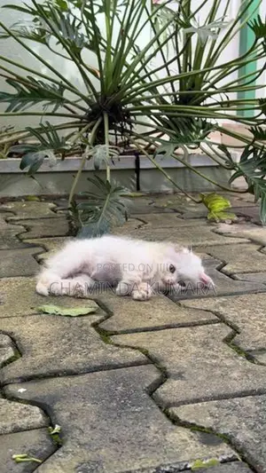 Persian Kitten
