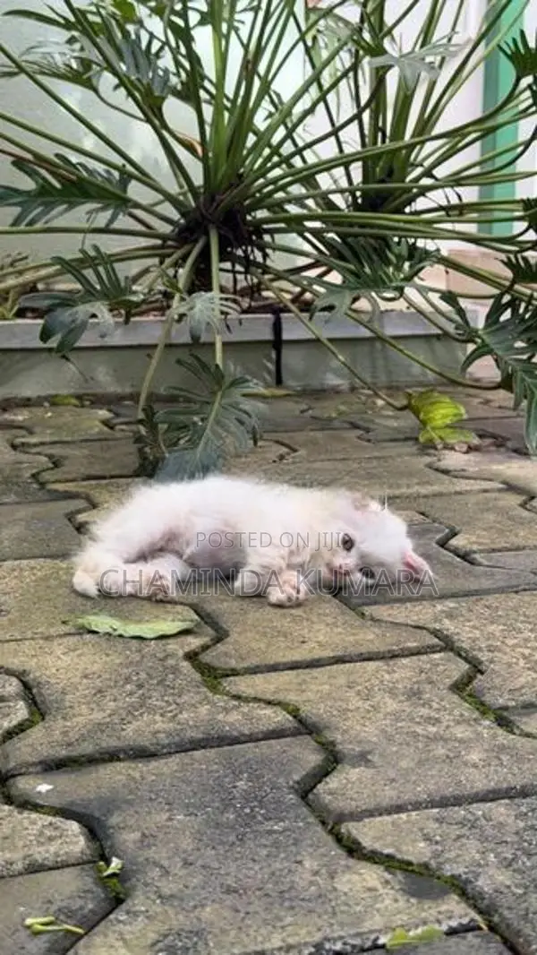 Persian Kitten