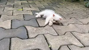 Persian Kitten
