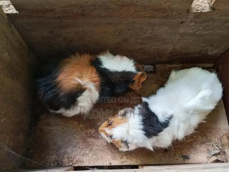 ගිනිපිග් Breeding Pair