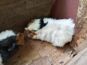 ගිනිපිග් Breeding Pair