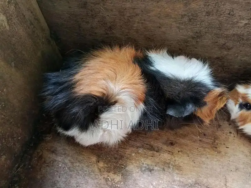 ගිනිපිග් Breeding Pair