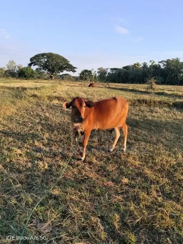 කිරි ගවයන්
