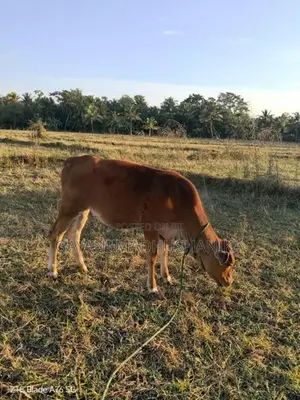 කිරි ගවයන්
