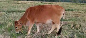 කිරි ගවයන්