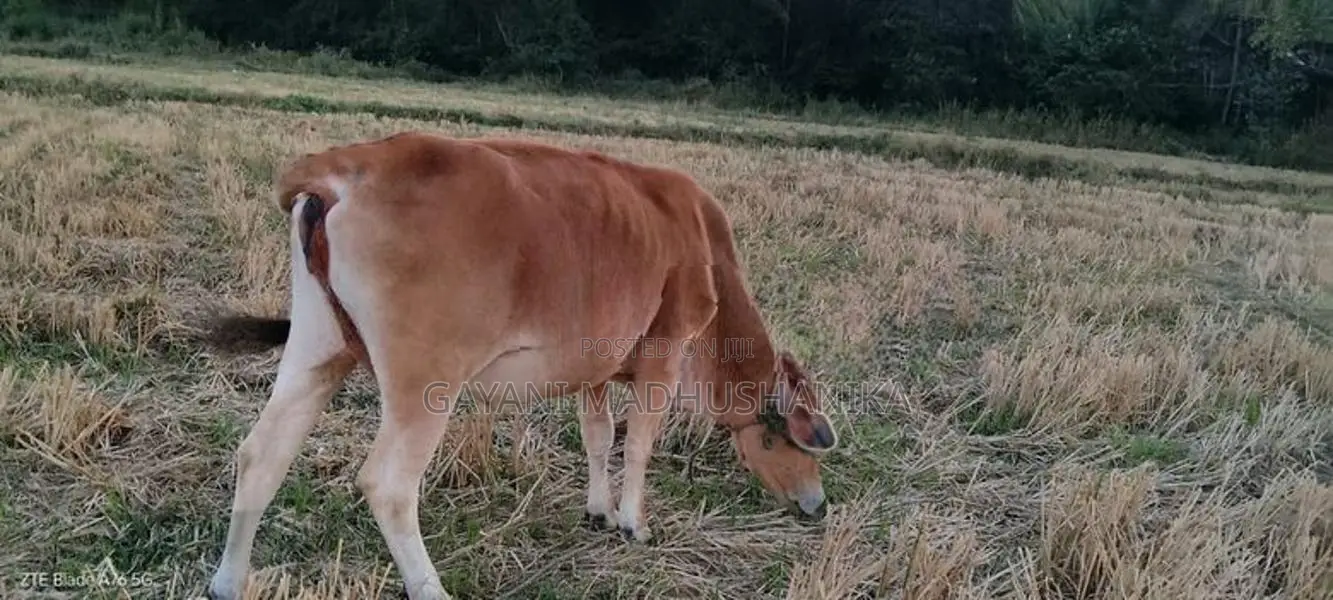 කිරි ගවයන්