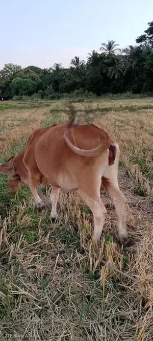 කිරි ගවයන්
