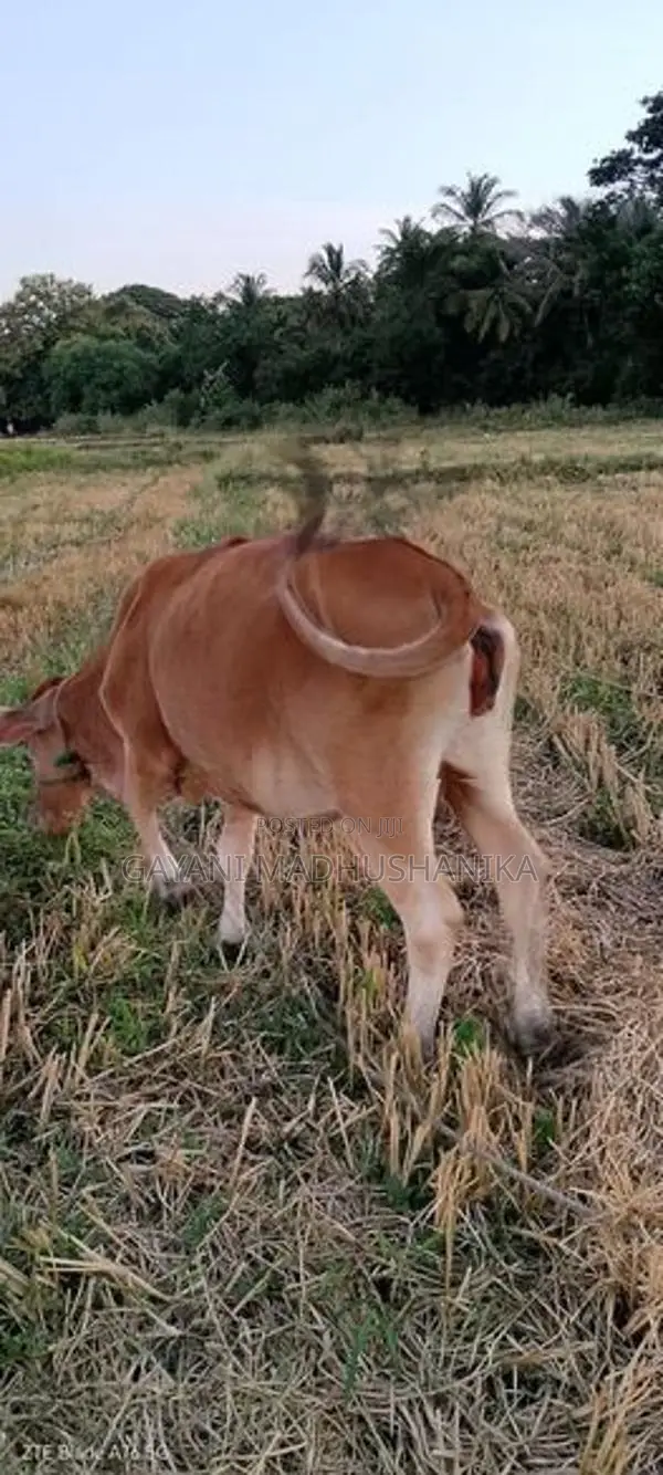 කිරි ගවයන්