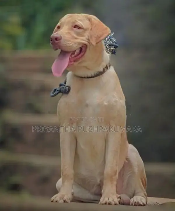 Labrador Male Dog