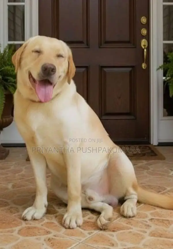 Labrador Male Dog
